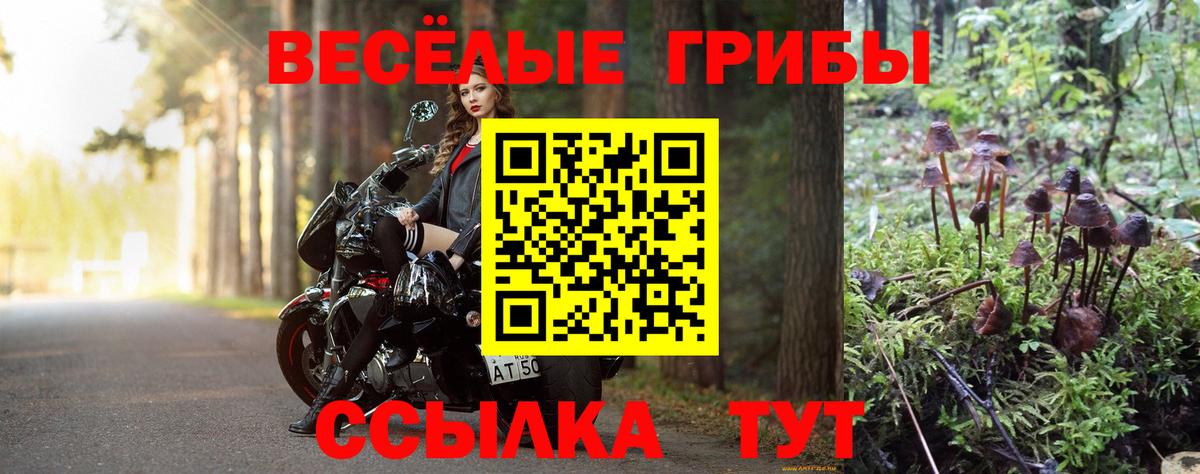 Псилоцибиновые грибы Cubensis Вышний Волочёк